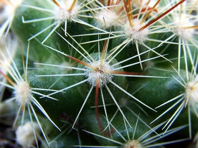 Mammillaria_ limonensis _R1620 _03